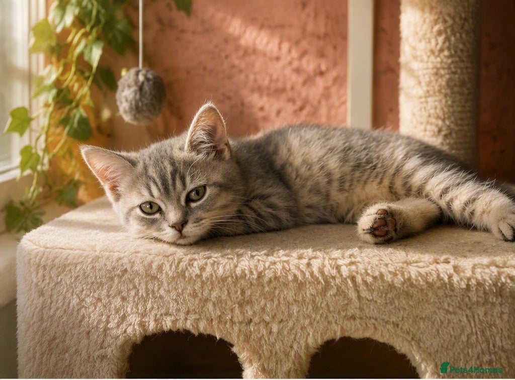 Scottish Fold cats Beautiful Scottish straights READY NOW  - Advert 16