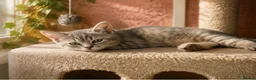 Scottish Fold cats for sale: Beautiful Scottish straights READY NOW  - Advert 1
