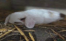 Mini Lop rabbits for sale: Minilops ready 30th August  - Image 2