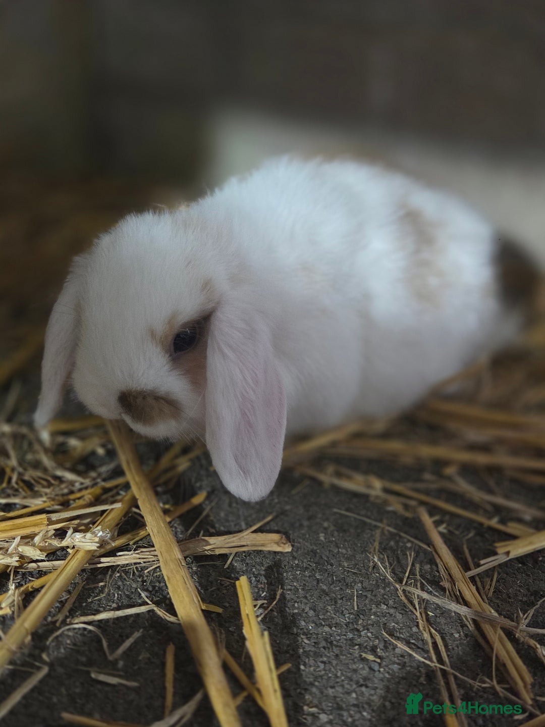 Mini Lop rabbits for sale: Minilops ready 30th August  - Image 2