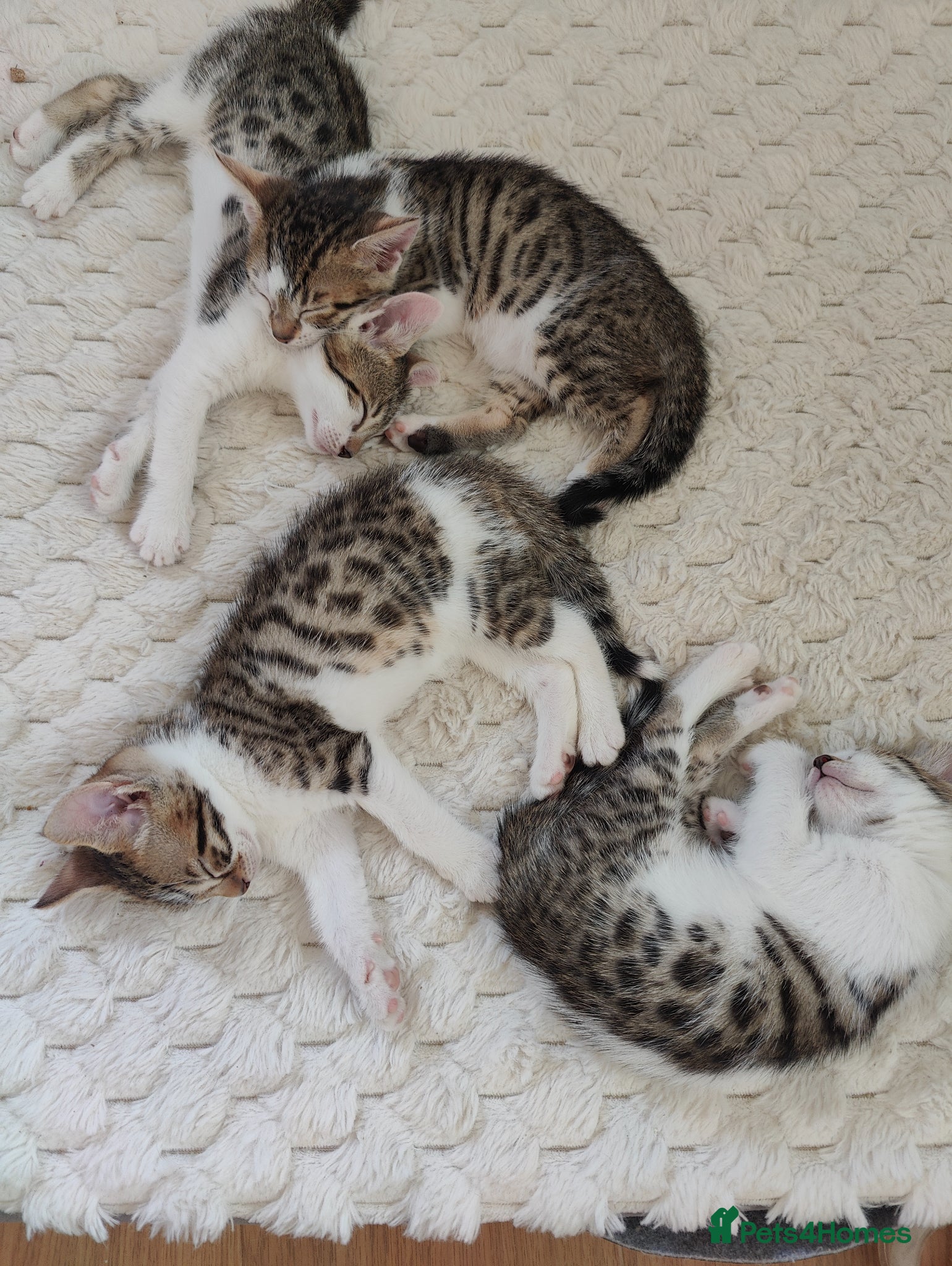 Mixed Breed cats 4 Bengal mix kittens. - Advert 2