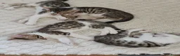 Mixed Breed cats for sale: 4 Bengal mix kittens. - Advert 2