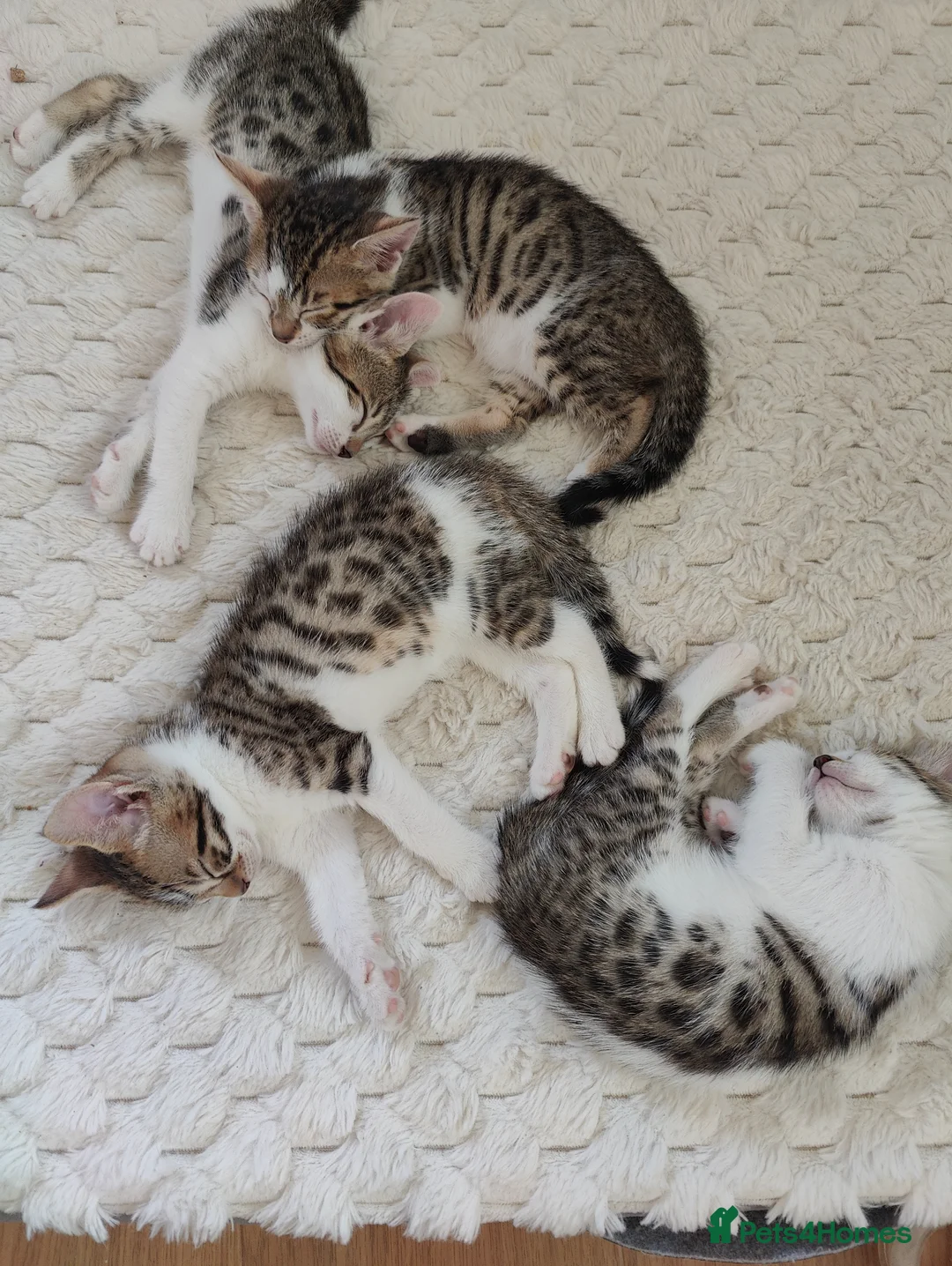 Mixed Breed cats for sale: 4 Bengal mix kittens. - Advert 2