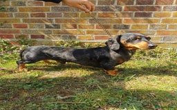Dachshund dogs for sale: Stunning Miniature Dachshund Pups - Image 13
