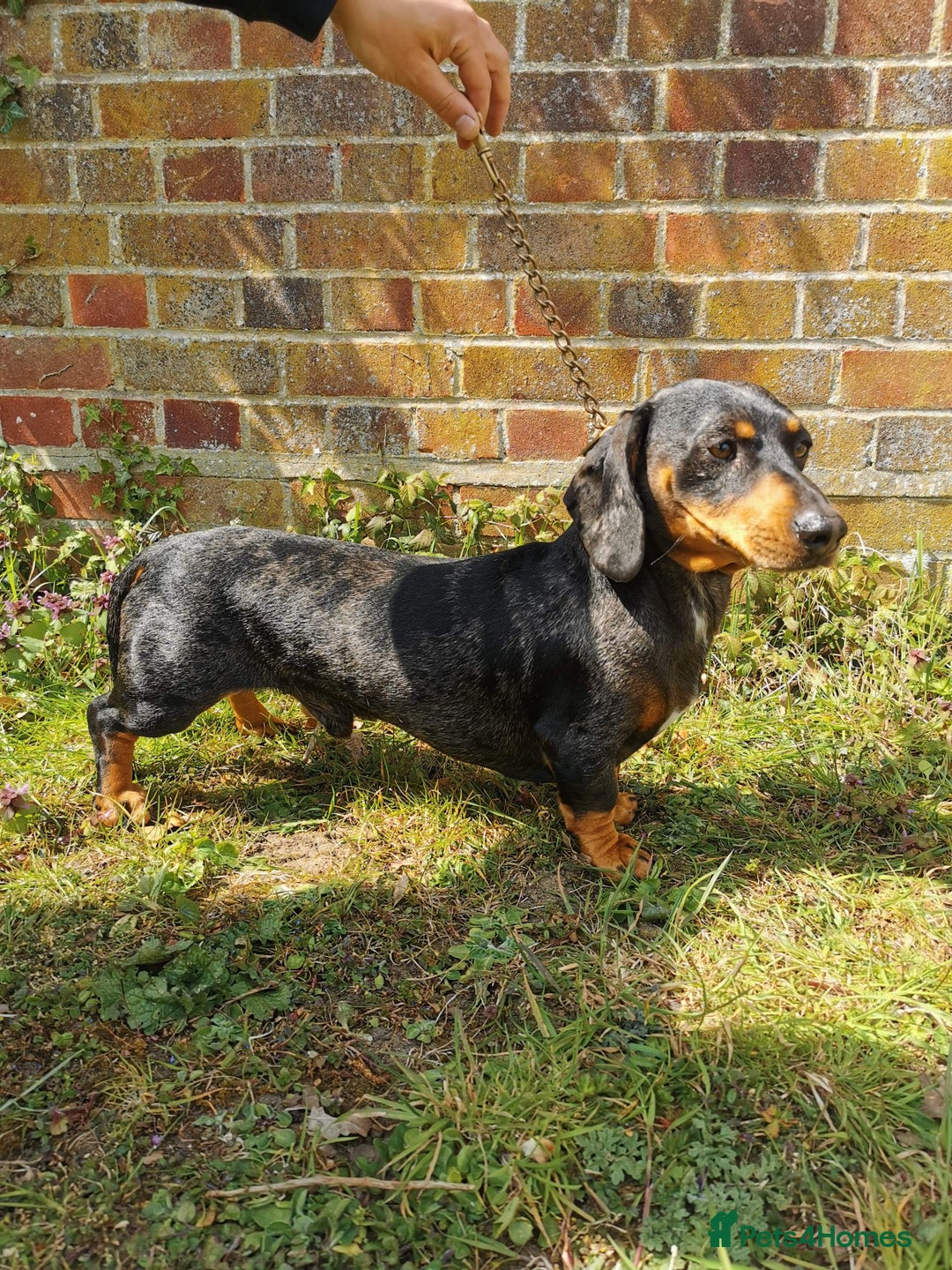 Dachshund dogs for sale: Stunning Miniature Dachshund Pups - Image 13