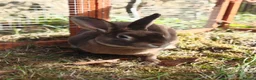 Rex rabbits for sale: Mini Rex Rabbits  - Advert 1