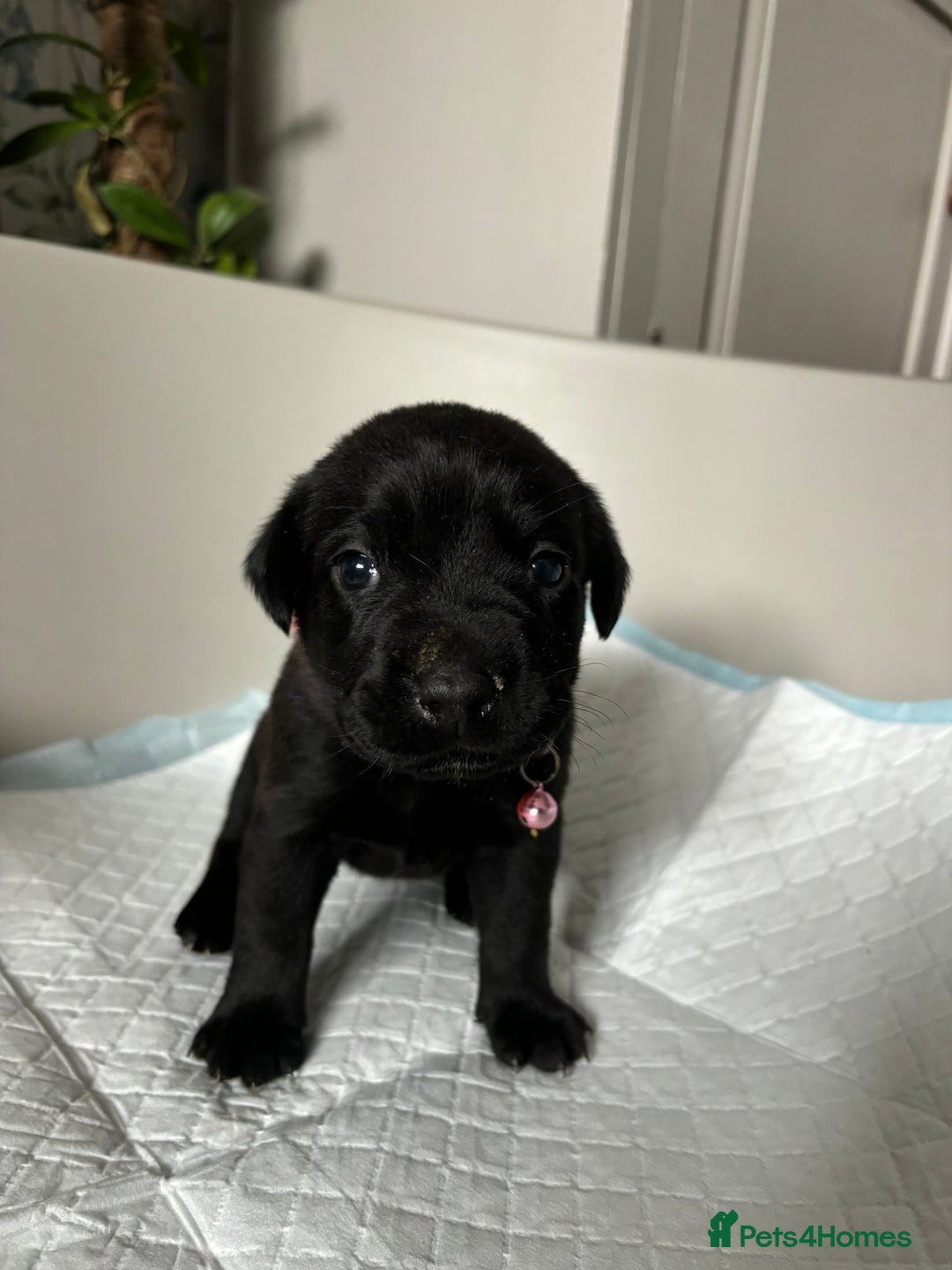 Labrador Retriever dogs for sale: 9 Beautiful Labrador Puppies For Sale  - Image 21
