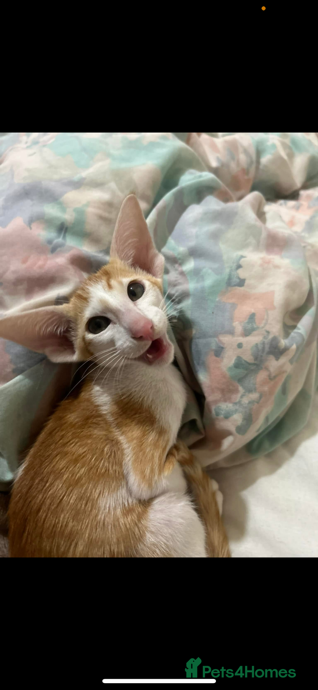 Oriental cats for sale: Oriental shorthair  - Image 5