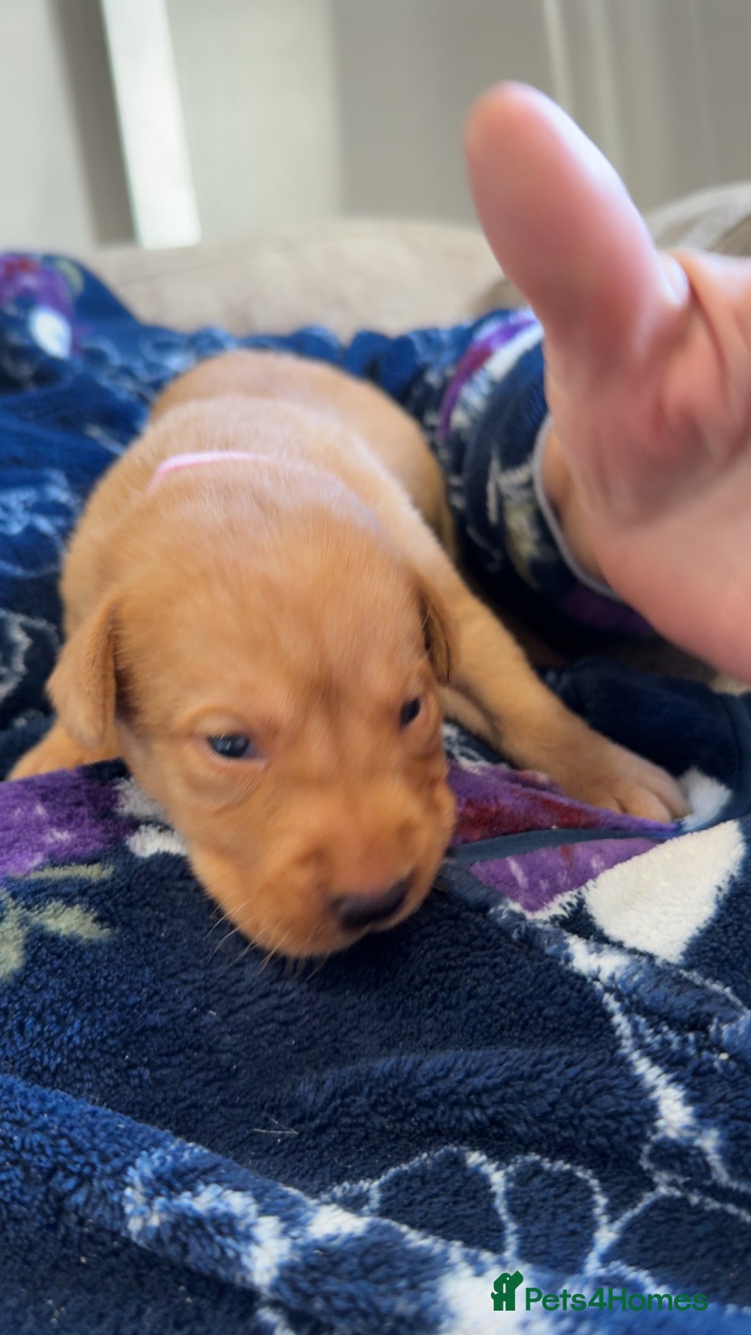 Labrador Retriever dogs for sale: Beautiful, fox red labradors - Advert 36