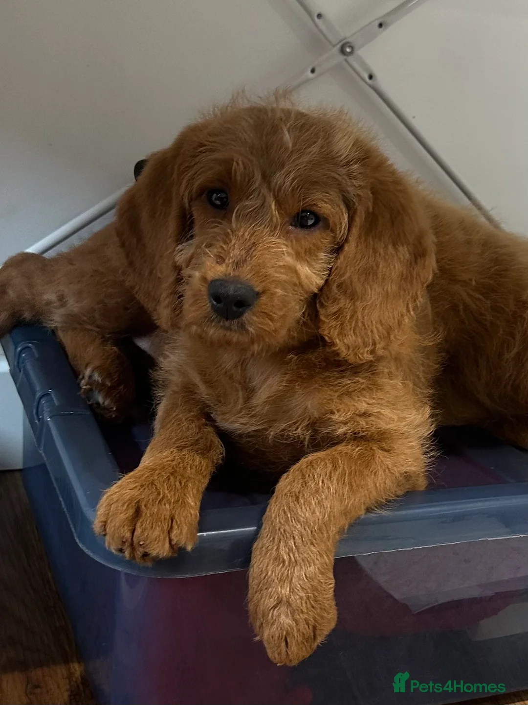 Labradoodle dogs for sale: ⭐️Fully Health Tested F1 Miniature Labradoodles⭐️  - Advert 2