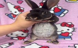 Rex rabbits for sale: Baby rex rabbits - ready to go - Image 14