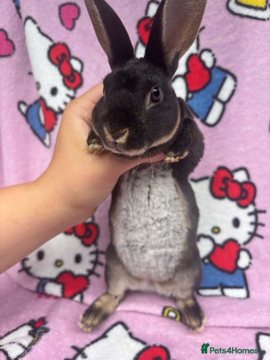 Rex rabbits for sale: Baby rex rabbits - ready to go - Image 14