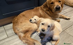 Golden Retriever dogs for stud: KC health and hip check golden retriever  - Image 5