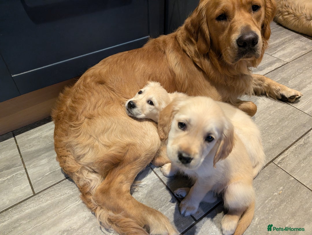 Golden Retriever dogs for stud: KC health and hip check golden retriever  - Image 5