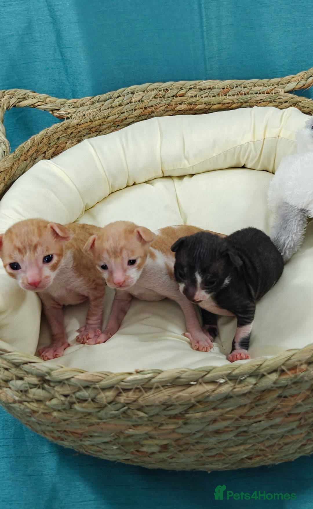 Cornish Rex cats for sale: Cornish Rex kittens available to reserve. - Image 10