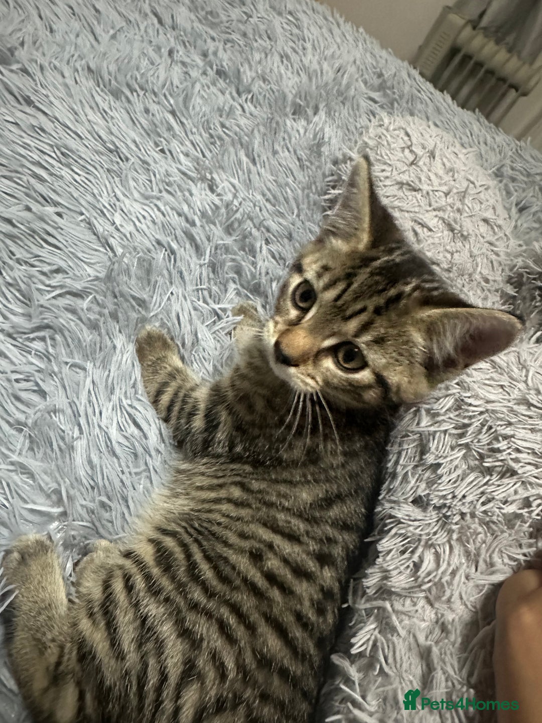 Maine Coon cats for sale: Maincoon mix kitten - Image 1