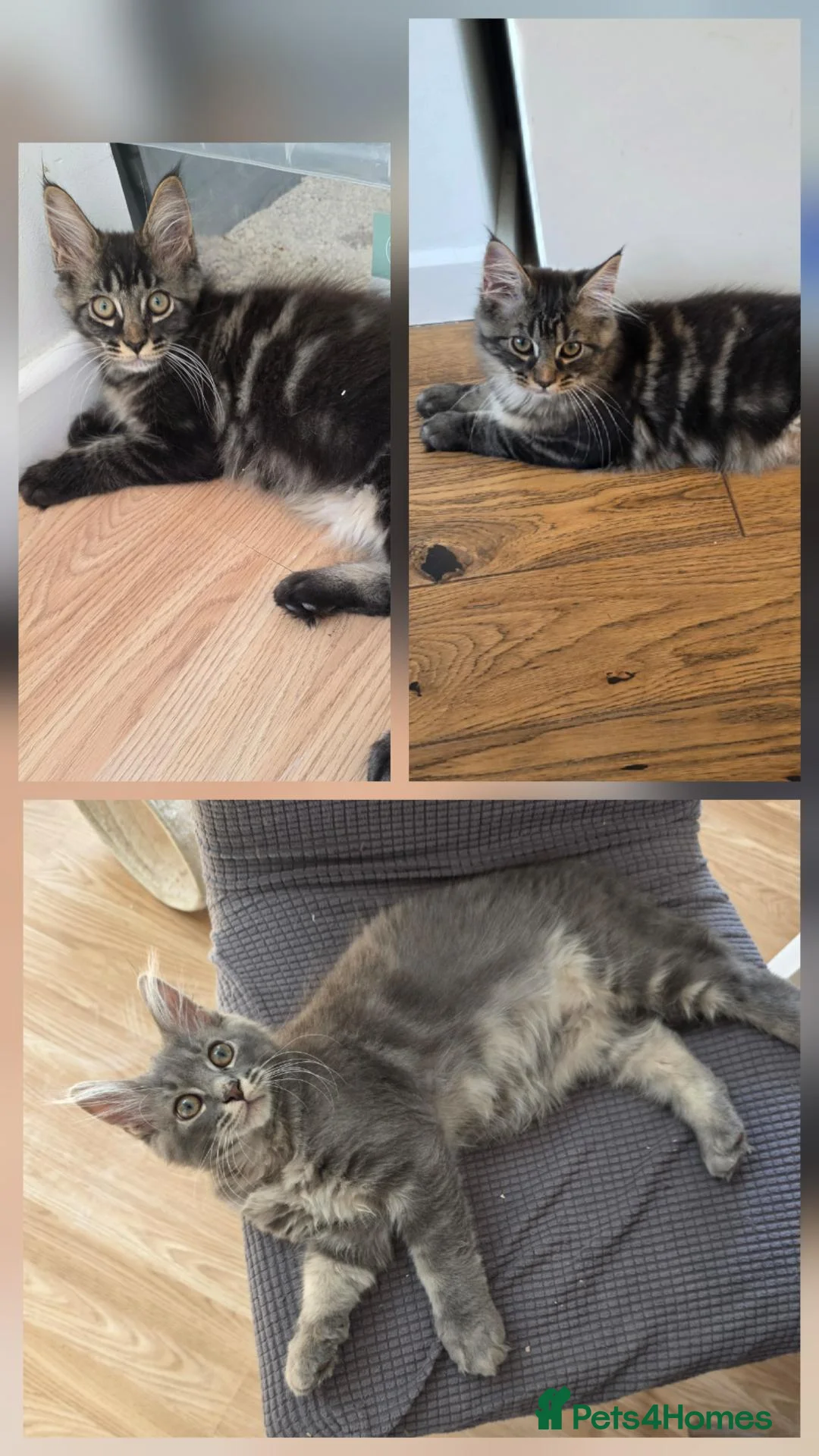 Maine Coon cats for sale: Ready now Pure breed Maine coons kittens 1g & 2b - Advert 1