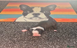 Boston Terrier dogs for sale: Stunning true to type wildax litter - Image 7