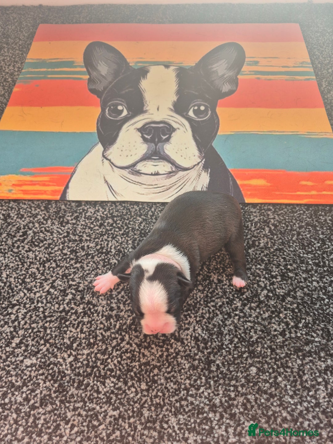 Boston Terrier dogs for sale: Stunning true to type wildax litter - Image 7