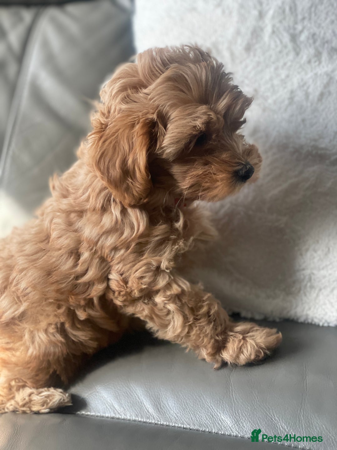 Toy Poodle dogs for sale: Toy poodle girls - Image 3