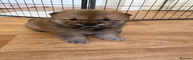 Chow Chow 1 