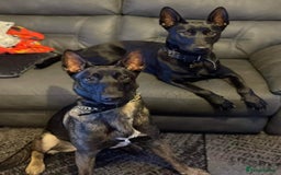 Belgian Shepherd Dog dogs for stud: Belgium malinois stud dog  in Bath - Image 6