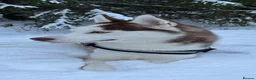 Siberian Husky dogs for stud: Imported Blue Eyed, Red & White Husky Stud - Advert 5