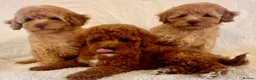 Toy Poodle dogs for sale: Toy poodle puppies  in Wakefield - Advert 17