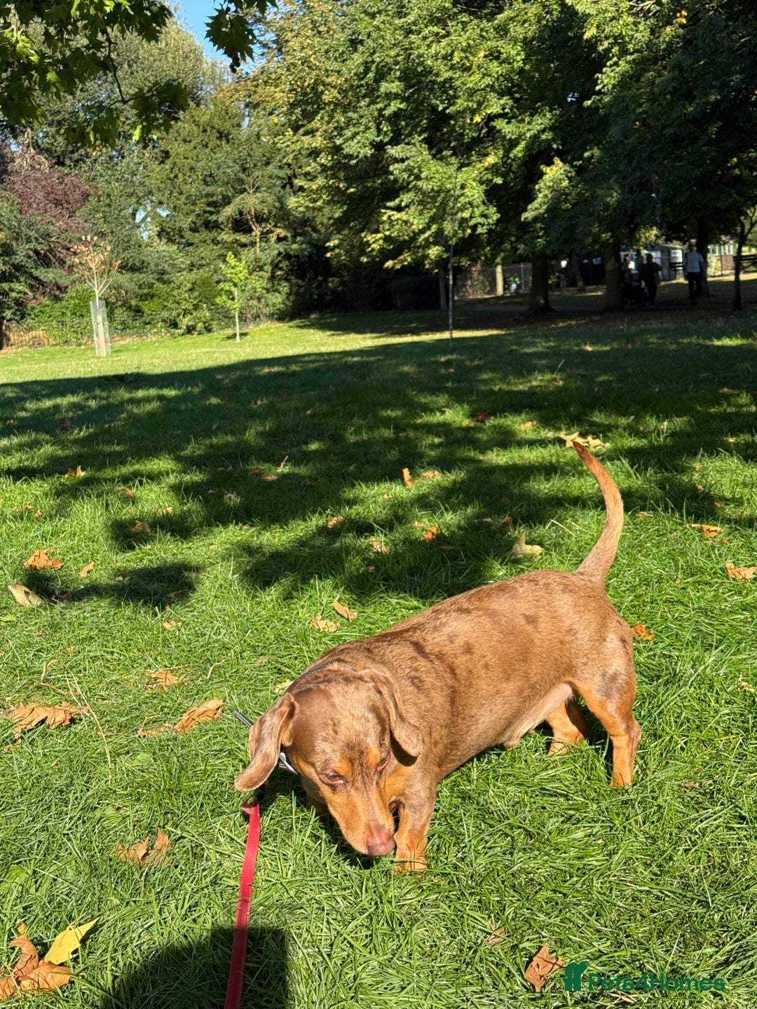 Dachshund dogs for stud: Standard Dachshund – Stud Available - Advert 3