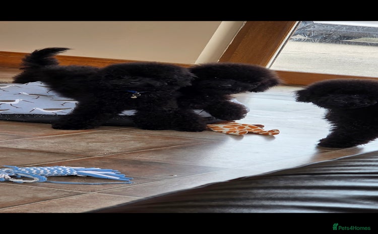 Miniature Poodle dogs - Advert 2