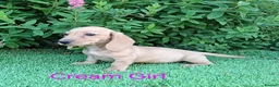 Miniature Dachshund dogs for sale: Long coat Miniature Dachshund Puppies  - Advert 9