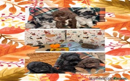 Cockapoo dogs for sale: Cockapoo Puppies  - Image 2
