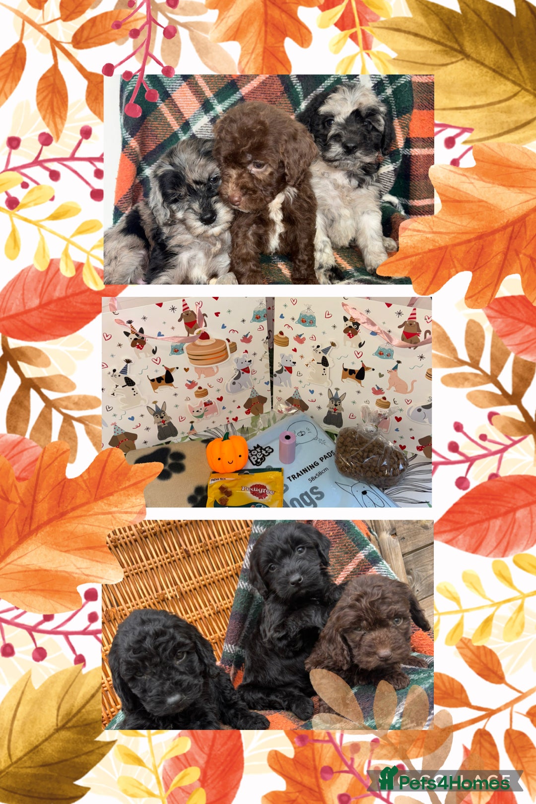Cockapoo dogs for sale: Cockapoo Puppies  - Image 2
