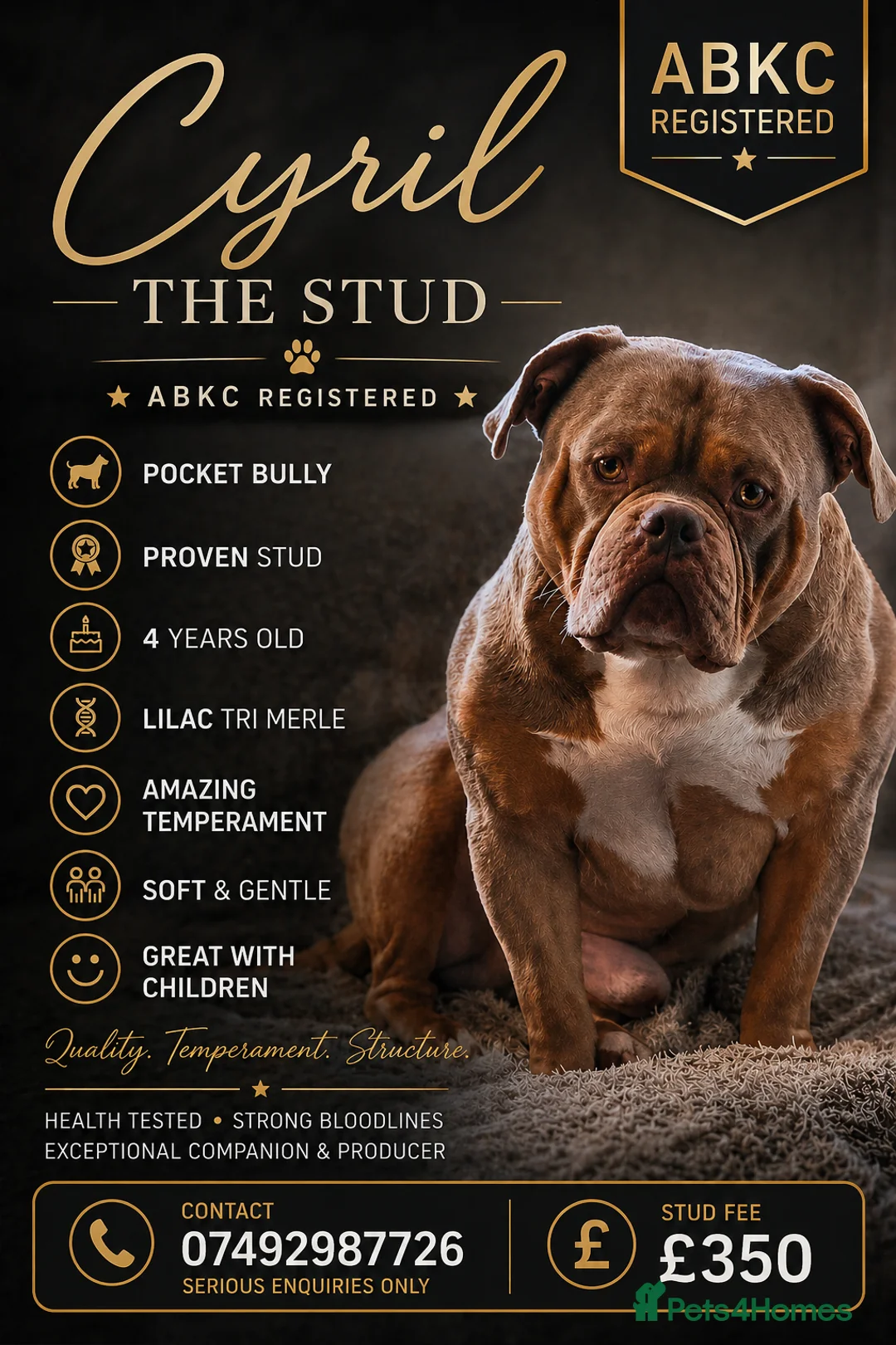 American Bully dogs for stud: American Pocket Bully STUD. ABKC reg Lilac TRI - Advert 1