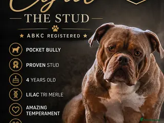American Bully dogs American Pocket Bully STUD. ABKC reg Lilac TRI - Advert 7
