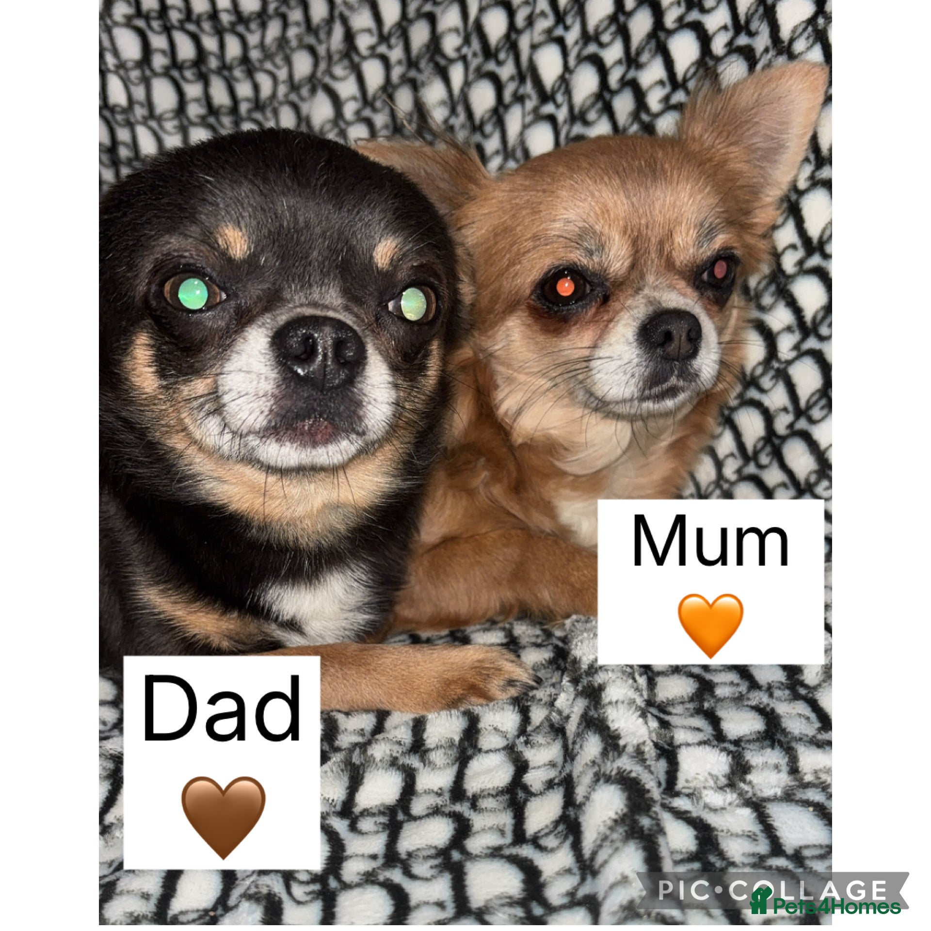 Chihuahua dogs Fluffy chihuahuas - Advert 1