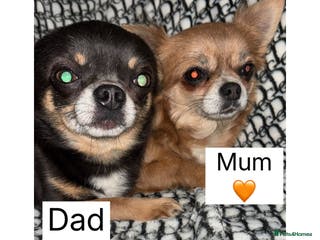 Chihuahua dogs Fluffy chihuahuas - Advert 2