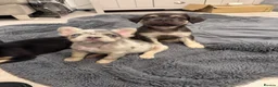 French Bulldog dogs for sale: Fluffy French bulldogs - Advert 20