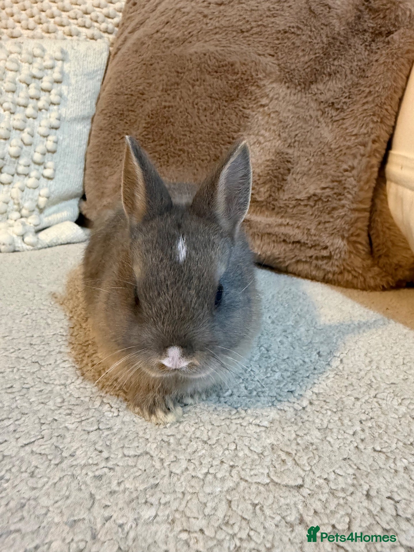 Netherland Dwarf rabbits Cute and cuddly Netherland Dwarf bunnies - Advert 2