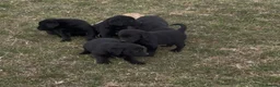 Labrador Retriever dogs for sale: Joyful Labrador Puppies Ready to Steal Your Heart - Advert 2