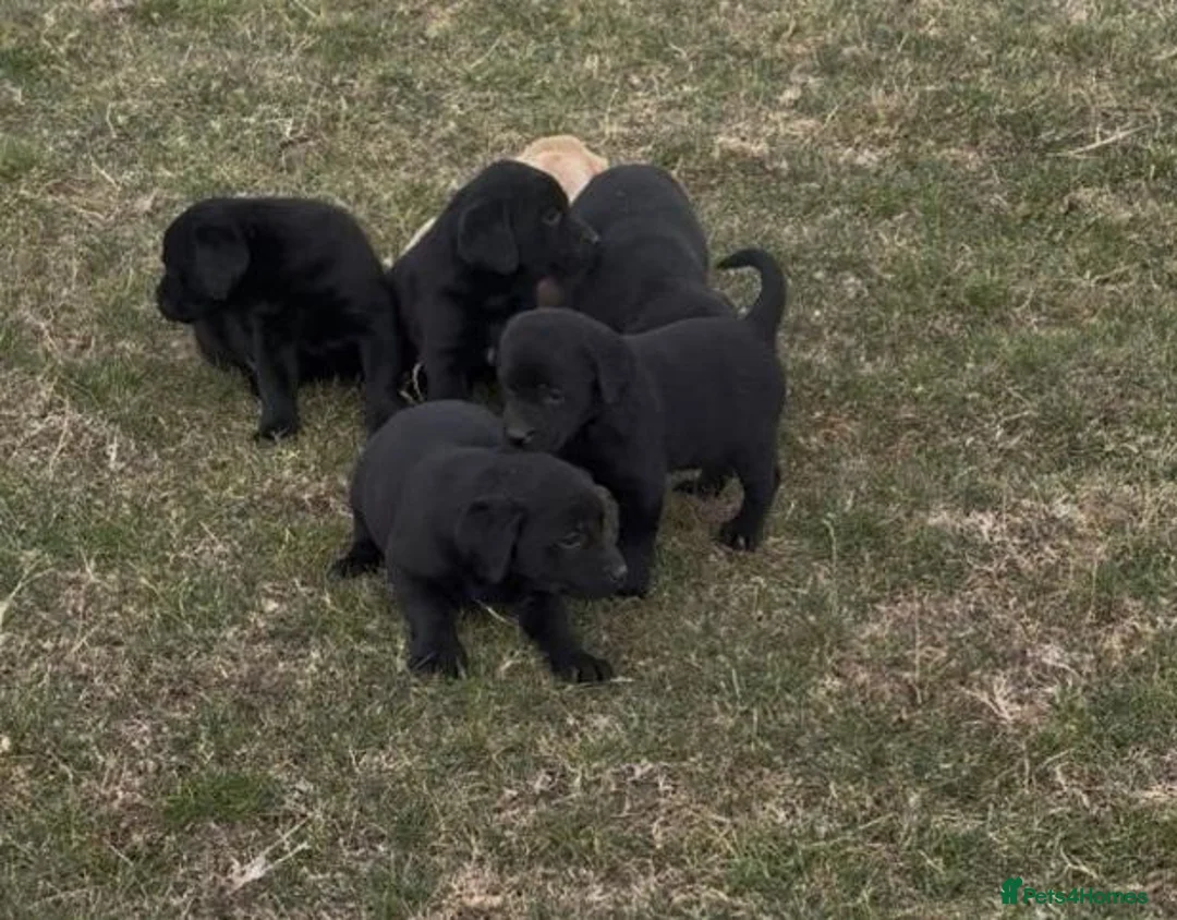 Labrador Retriever dogs for sale: Joyful Labrador Puppies Ready to Steal Your Heart - Advert 2