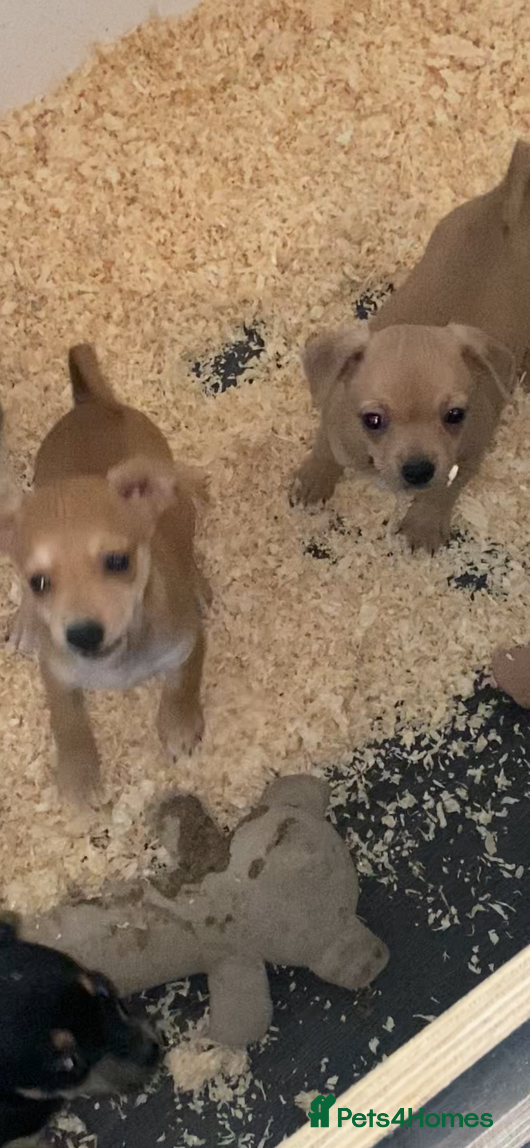 Mixed Breed dogs for sale: Jack x chi babies now available  - Advert 5