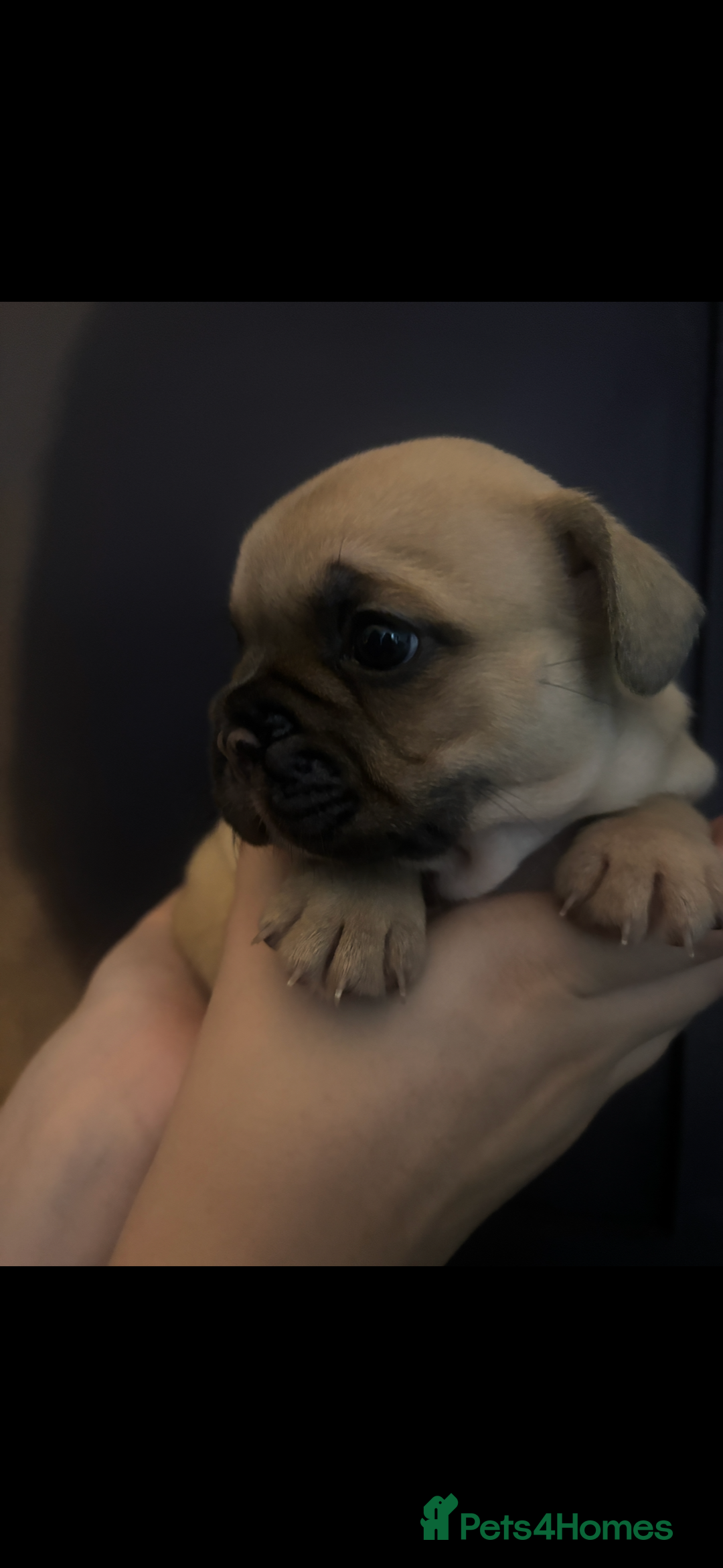 French Bulldog dogs for sale: Beautiful chunky Frenchie pups - Image 8