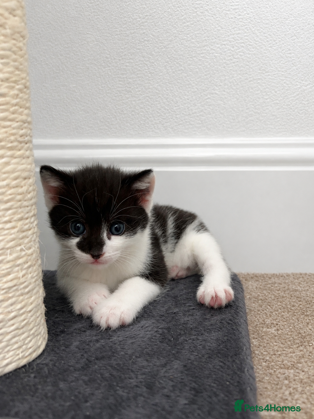 Mixed Breed cats Black&white kitten looking for her forever home - Advert 17
