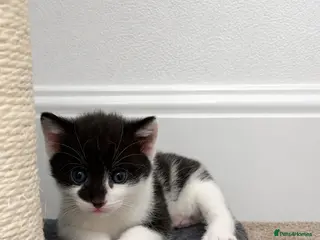 Mixed Breed cats Black&white kitten looking for her forever home - Advert 17