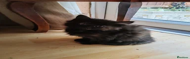 Black and calico 4