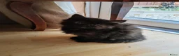 British Shorthair cats for sale: 6 Beautiful, fluffy, black and calico kittens - Advert 7