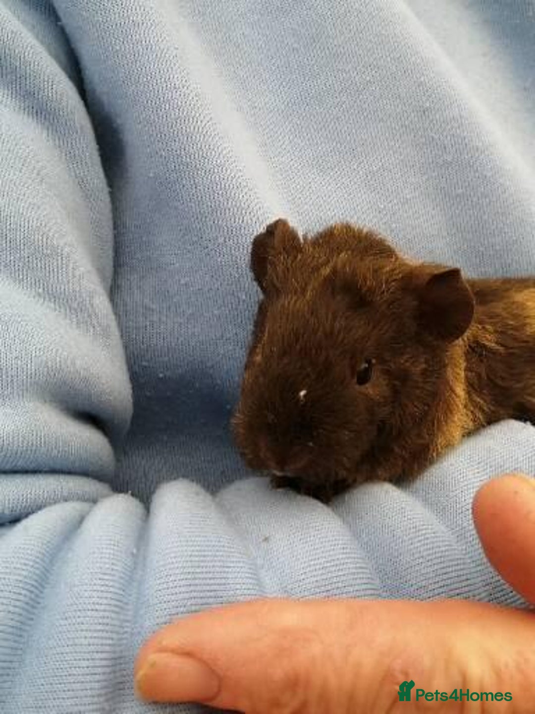 Guinea Pig rodents for sale: Fluffy guinea pig babies  - Advert 3