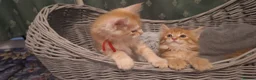 Maine Coon cats for sale: 😻😻😻😻 Maine Coon Kittens Ready Soon Red Tabby F - Advert 22