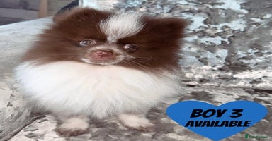 Pomeranian dogs - Advert 14